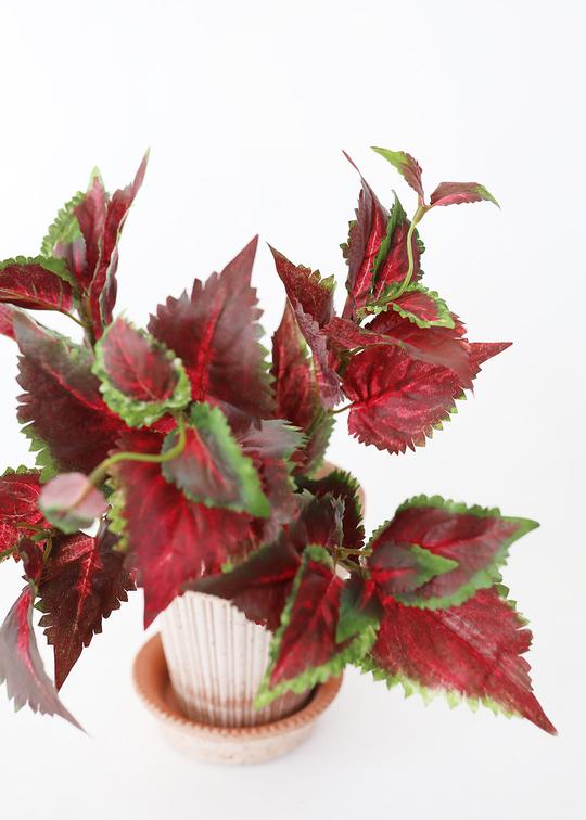 PBC531-BU-GR-Burgundy-Coleus-Bush-Leaves_540x.progressive