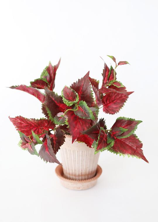 PBC531-BU-GR-Burgundy-Coleus-Bush-in-Planter_540x.progressive